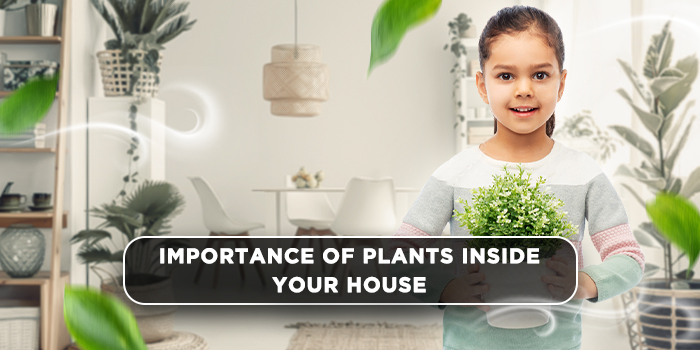 Importance of Plants inside your House